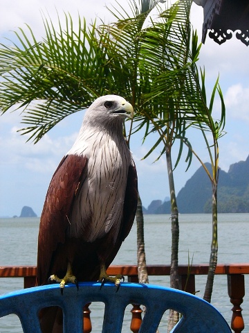 Brahminy Kite